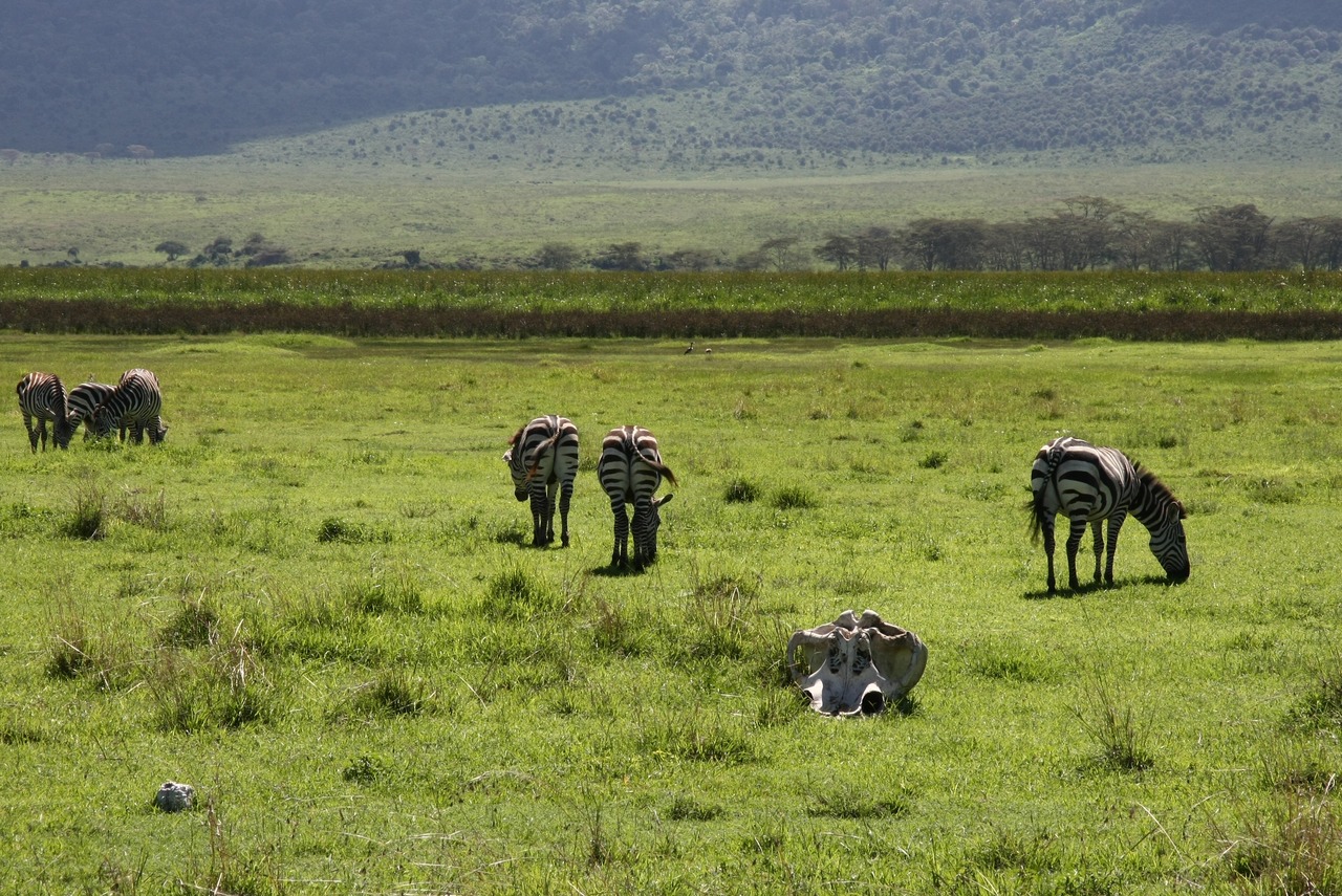 Группа зебр пасётся на зелёной траве в кратере Нгоронгоро, на переднем плане лежит череп животного.