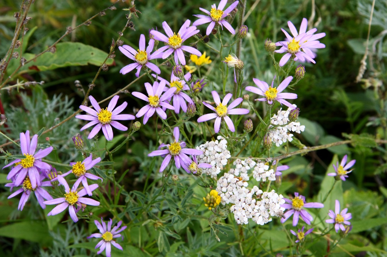 Цветущая астра Эдланда (Galatella sedifolia) с фиолетовыми лепестками и жёлтыми сердцевинами на фоне зелёной листвы и белых цветов.