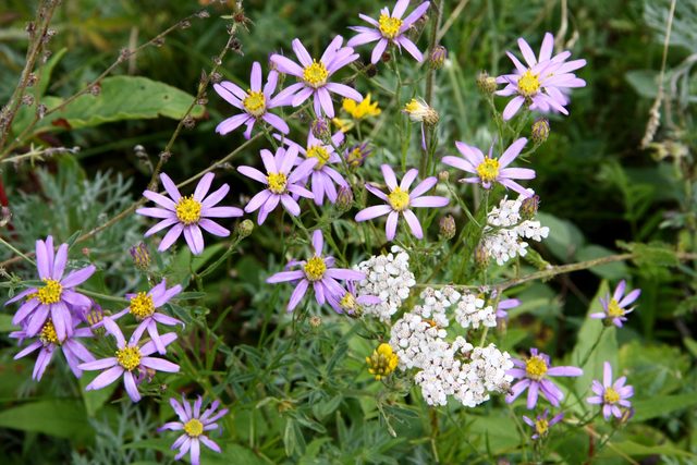 Цветущая астра Эдланда (Galatella sedifolia) с фиолетовыми лепестками и жёлтыми сердцевинами на фоне зелёной листвы и белых цветов.