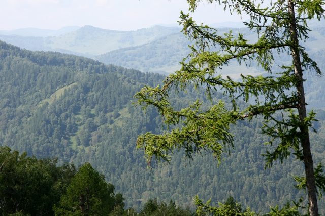 Горный пейзаж с лесом и деревьями на переднем плане