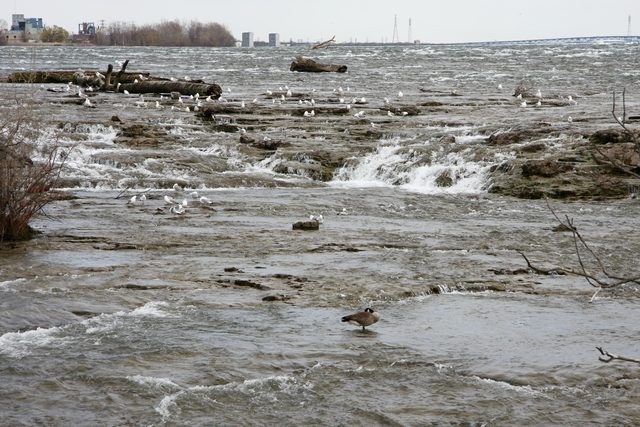 Канадская казарка стоит в воде на фоне бурных порогов реки Ниагара, где на камнях и бревнах отдыхают стаи чаек.