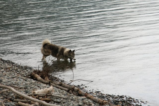 Западносибирская лайка пьёт воду из Телецкого озера на каменистом берегу