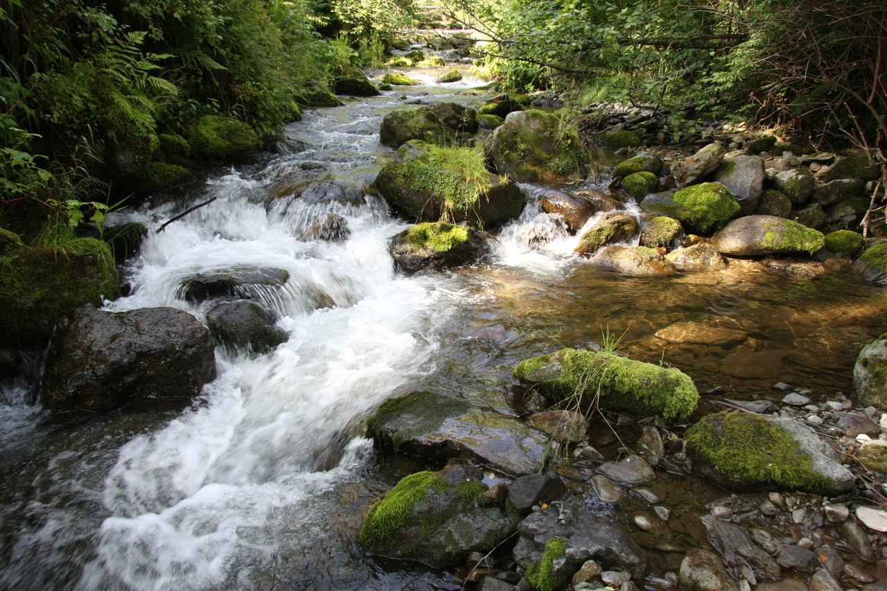 Горный ручей с водой, текущей по камням, покрытым мхом, в лесу