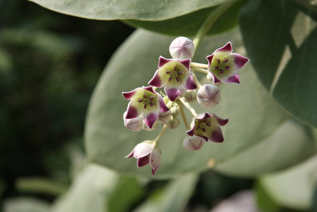 Цветки и бутоны гигантского молочая (Calotropis procera) с пурпурными кончиками и звездообразной формой, также известного как яблоко Содома.