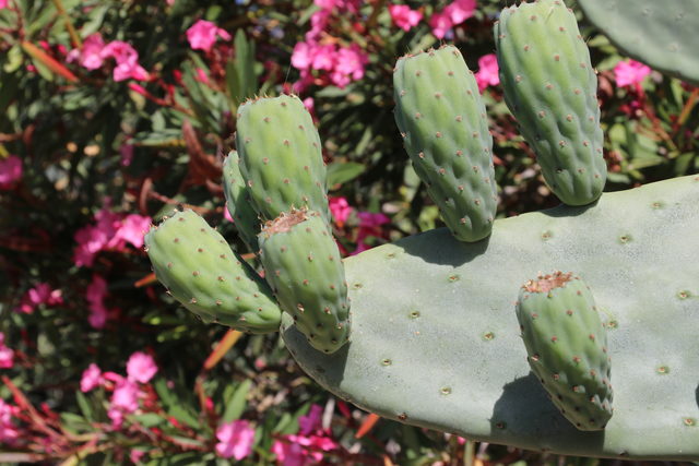 Незрелые плоды кактуса из рода Опунция (Opuntia) на плоских стеблях-«лепешках» (кладодиях) с цветущими кустами на заднем плане.