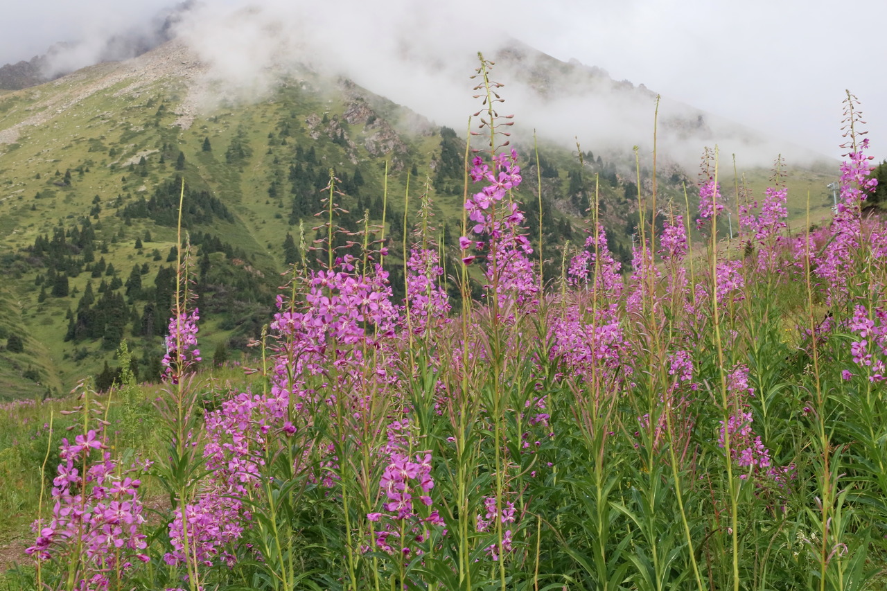 Цветущий иван-чай на фоне горных склонов в районе Алматы