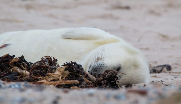 Белькам для для жизни нужны крепкие льдины