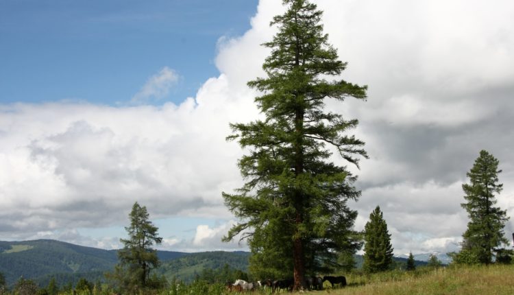 Алтай / Автор: Наталья Слободчикова