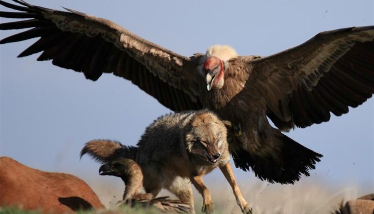 В Турции возрождается популяция сипов белоголовых