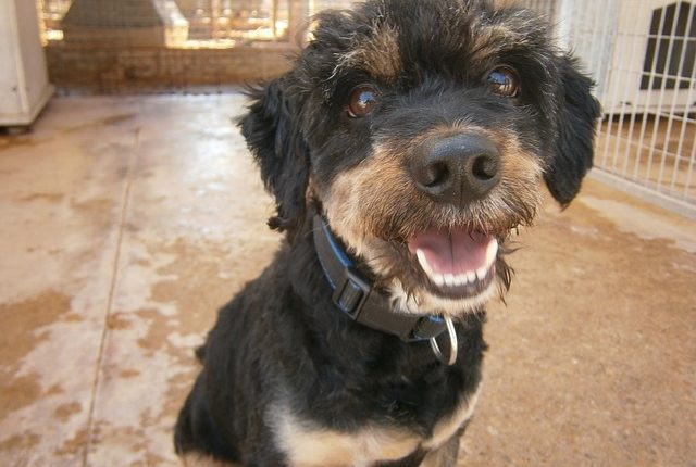 Животное в приюте