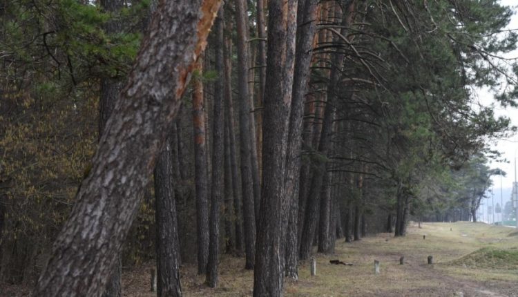 Калужский бор - памятник природы