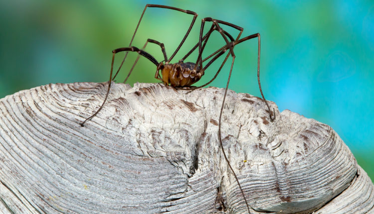 На Алтае найден редчайший паук сенокосец Лиропилио Стуканова