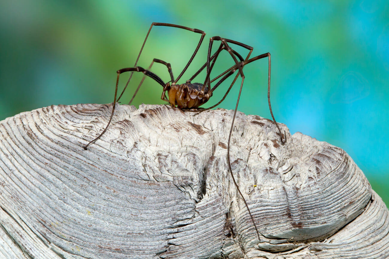 На Алтае найден редчайший паук сенокосец Лиропилио Стуканова
