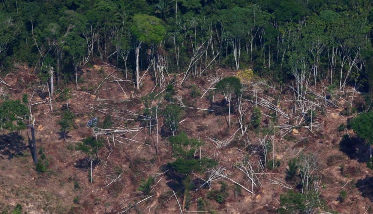 Вырубленный и сожженный участок в Национальном лесу Джаманксим