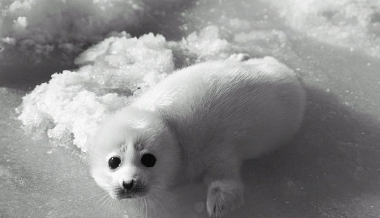 Каспийского тюленя внесут в Красную книгу