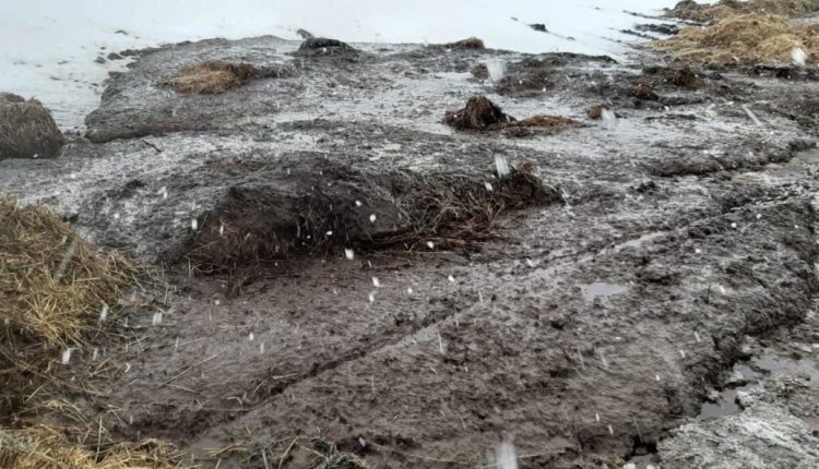 Отходы животноводства загрязняют окружающую среду