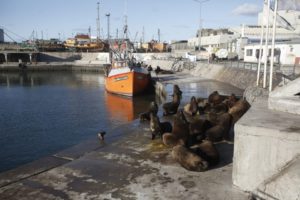 В Аргентине улицы захватили морские львы