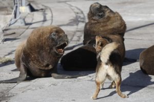 В Аргентине улицы захватили морские львы