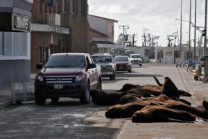 В Аргентине улицы захватили морские львы