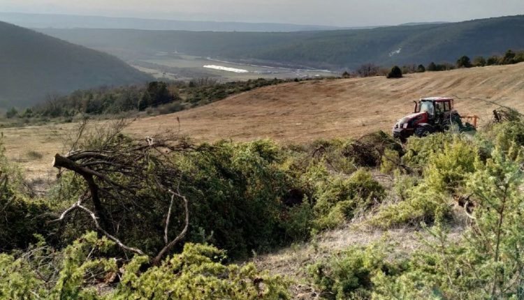 Частники незаконно вырубили можжевельник