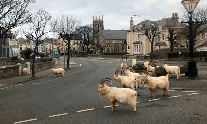 Горные козлы в Уэльсе