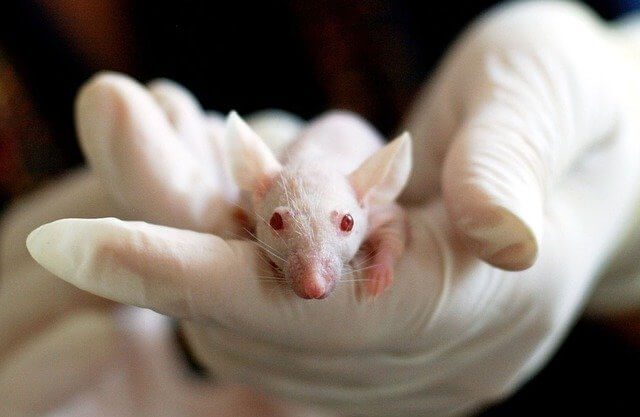 24 апреля - Всемирный день защиты лабораторных животных