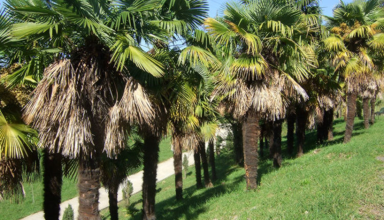 В Сочи засыхают пальмы