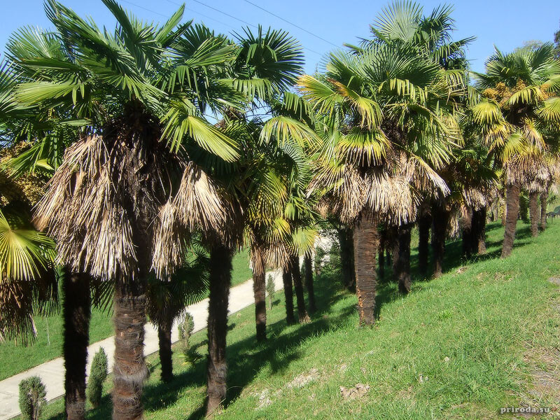 В Сочи засыхают пальмы