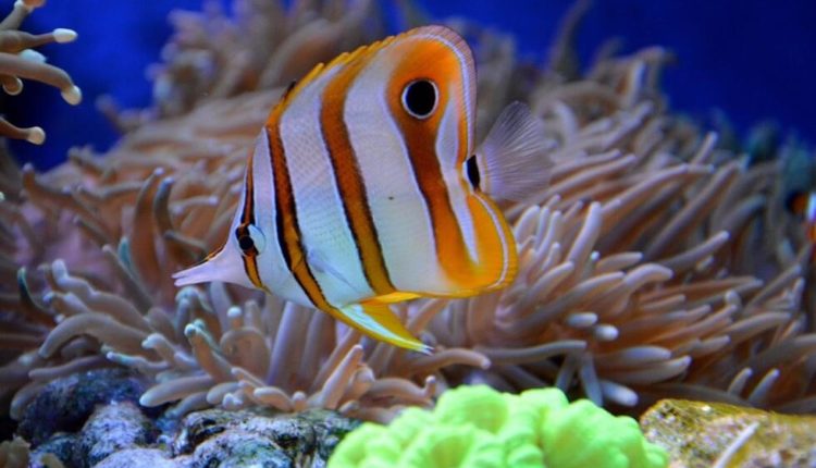 Повышение уровня углекислого газа изменит морскую среду обитания