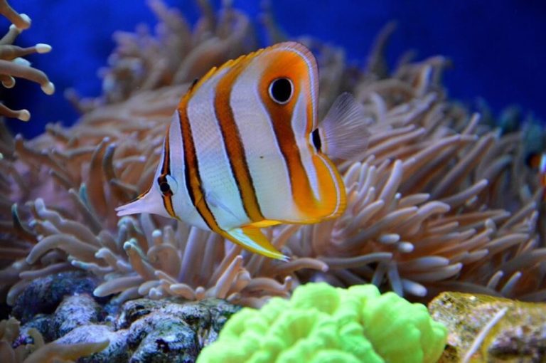 СО2 изменит морскую среду обитания