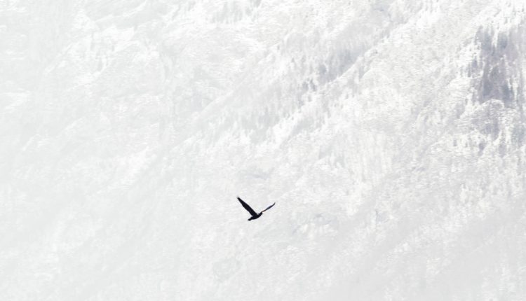 Фонд хочет спасти места гнездования птиц Кавказа