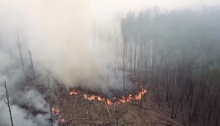 Поджег травы в зоне отчуждения привел к большому пожару в трех лесничествах