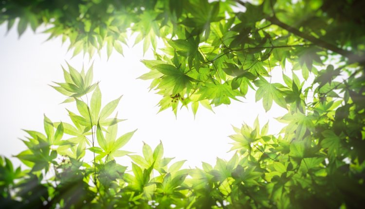 Клен американский стал врагом для местной флоры