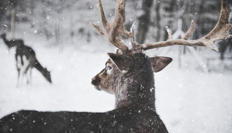 Браконьеры уничтожают северных оленей