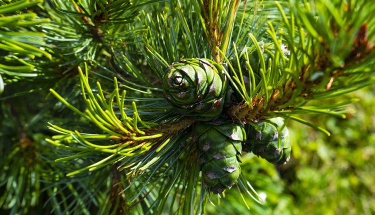 В Псковской области расчищают кедровую посадку