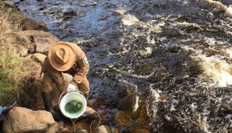 В речку выпустили мальков Лосося