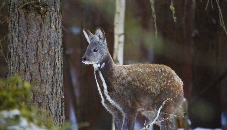 На кабаргу охотятся из-за мускуса, используемого в медицине и парфюмерии