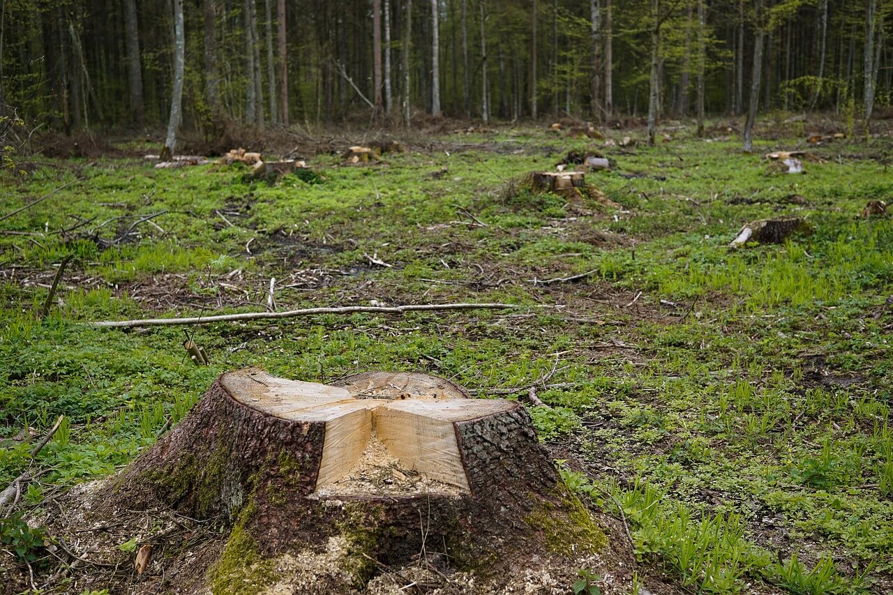 Лесорубов позвали в поля: древесину предлагают заготавливать на сельхозземлях