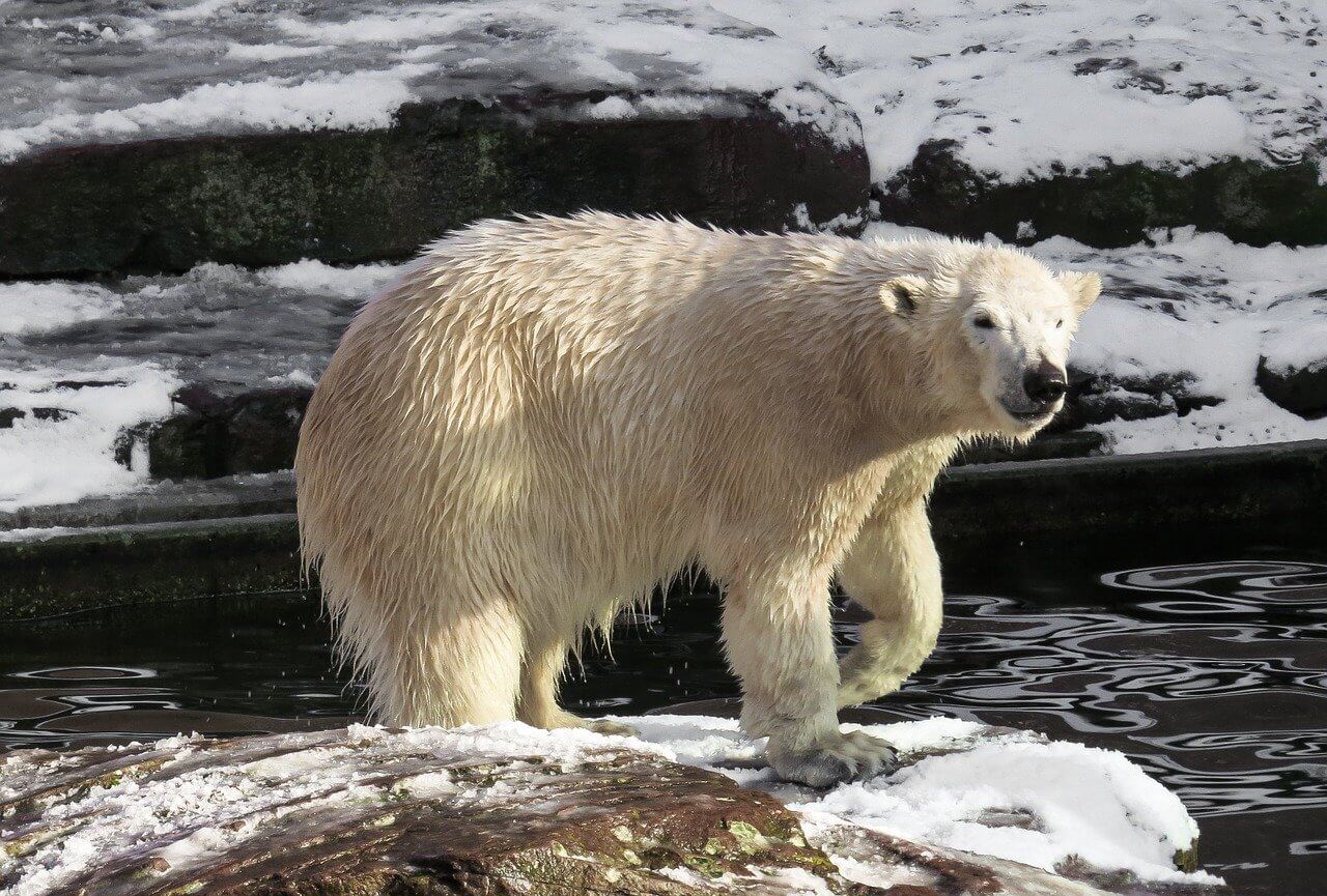 Арктический зоопарк и музей откроют в ЯНАО
