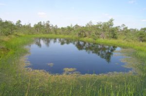 Большое Игнатовское болото стало памятником природы