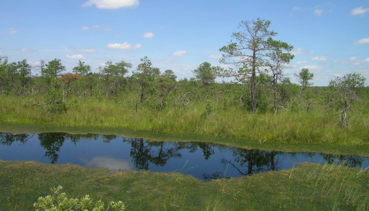 Большое Игнатовское болото стало памятником природы
