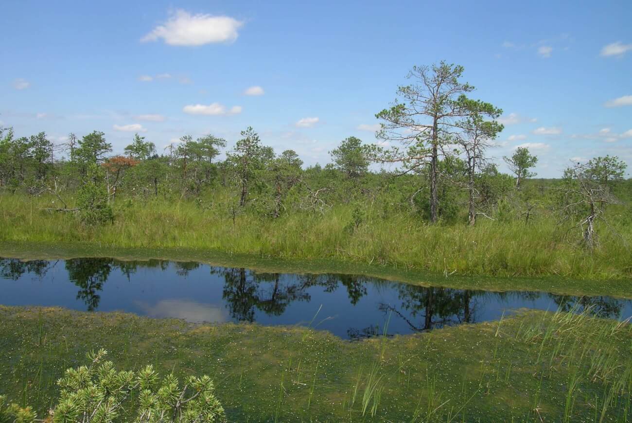 Большое Игнатовское болото стало памятником природы