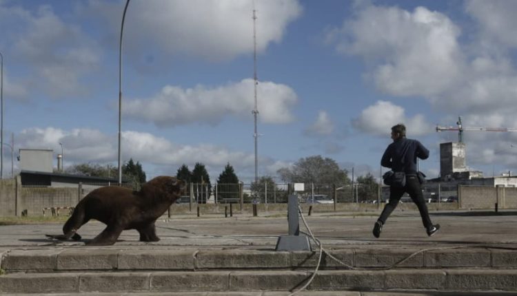 В Аргентине улицы захватили морские львы