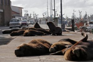 В Аргентине улицы захватили морские львы