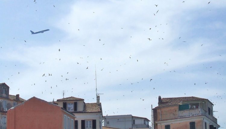 В Греции массовая гибель птиц из-за ветра