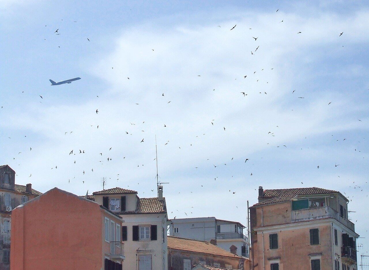 В Греции массовая гибель птиц из-за ветра