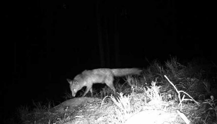 В нацпарке Литвы поймали черного археолога