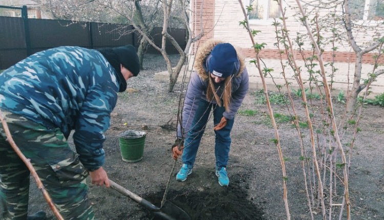 Воронежцы высадят деревья онлайн