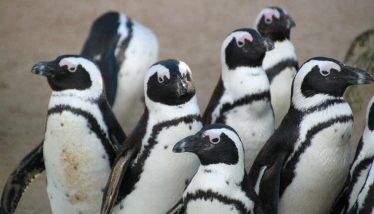 Всемирный день пингвинов