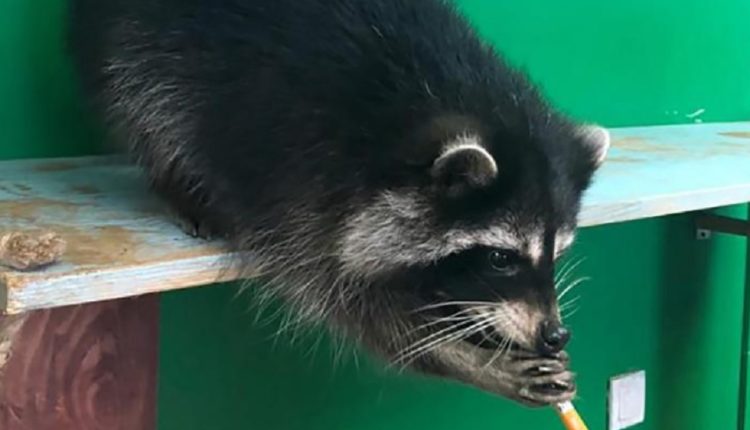 Доброго енота закрыли из-за недоброты к енотам